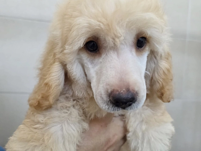 Miniature Poodle puppy for sale
