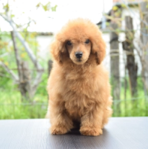 Zwergpudel puppy