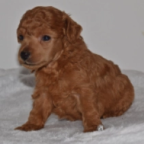 Perros Caniche Miniatura en venta