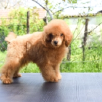 Jesse, red Miniature Poodle for sale