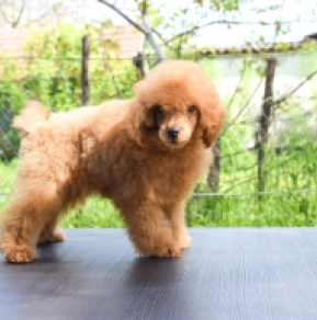 Miniature Poodle puppy