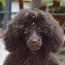 Wendy, choco Miniature Poodle for sale