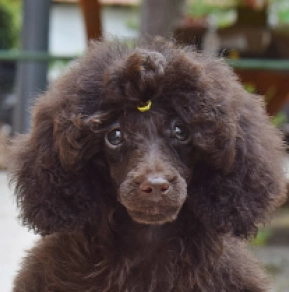 Perros Caniche Miniatura en venta