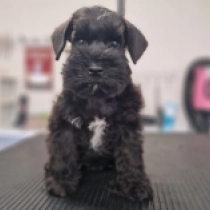 Fanny, black Miniature Schnauzer for sale
