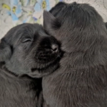 Promising litter, black Miniature Schnauzer for sale