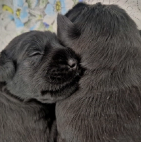 Zwergschnauzer Welpe kaufen