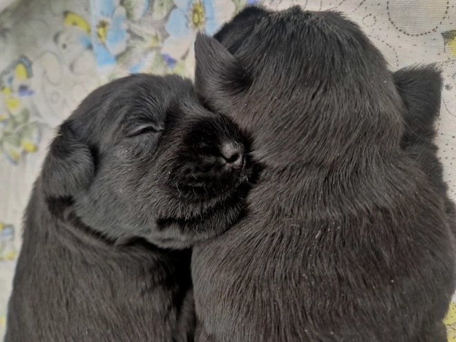 Miniature Schnauzer puppy for sale