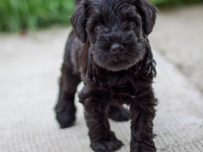 Miniature Schnauzer puppy for sale