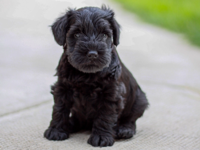 Miniature Schnauzer puppy for sale