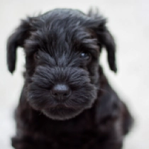 Fanny, black Miniature Schnauzer for sale