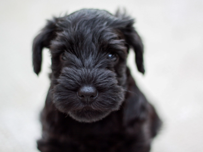 Miniature Schnauzer puppy for sale