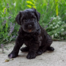 Fiby, black Schnauzer Miniatura en venta