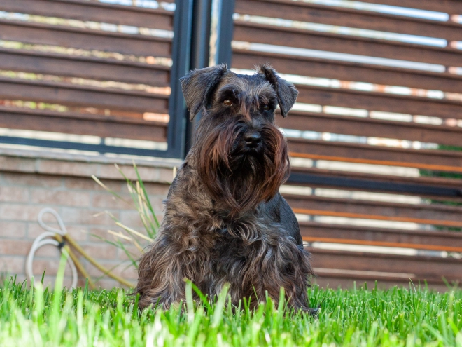 Miniature Schnauzer puppy for sale