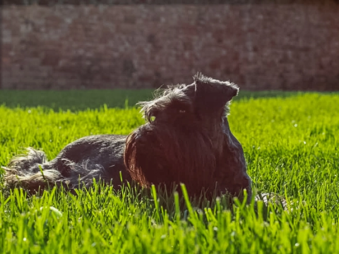 Miniature Schnauzer puppy for sale