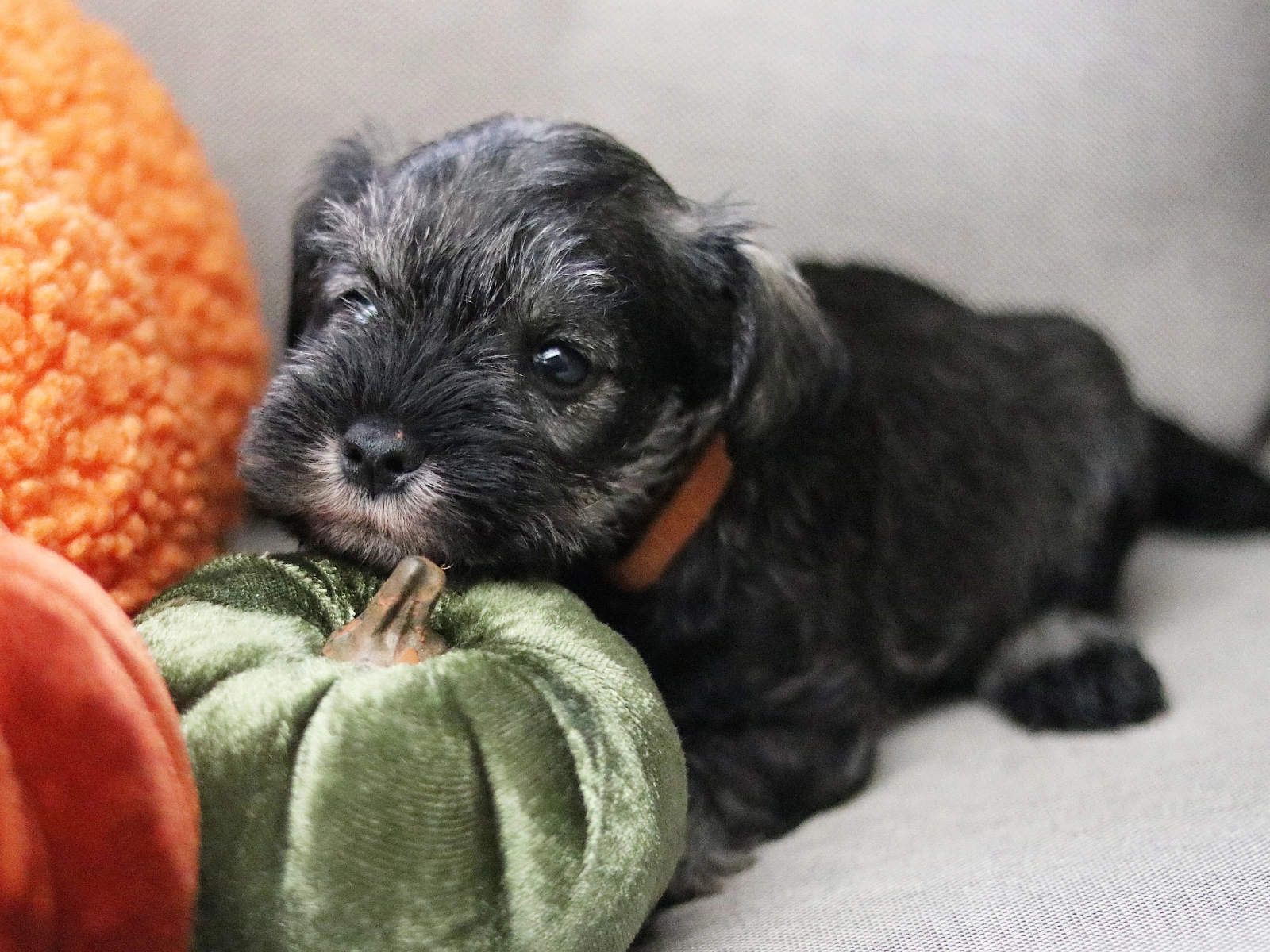 Lucky Miniature Schnauzer Puppy for sale EuroPuppy