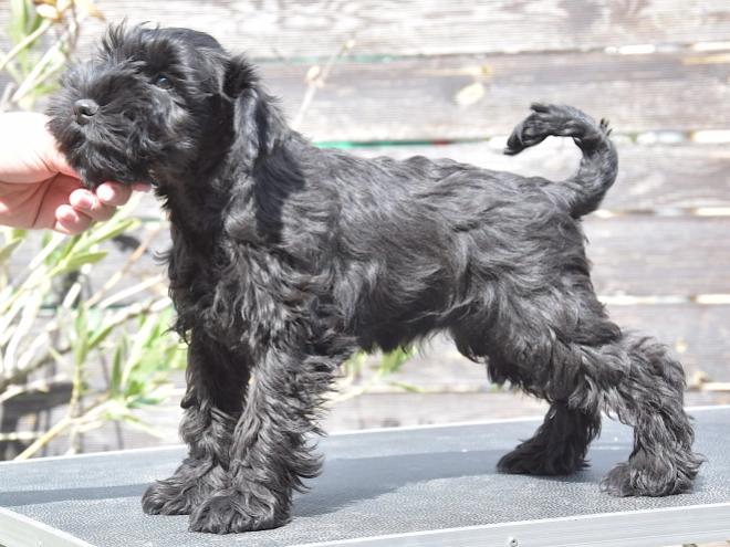 Miniature Schnauzer puppy for sale
