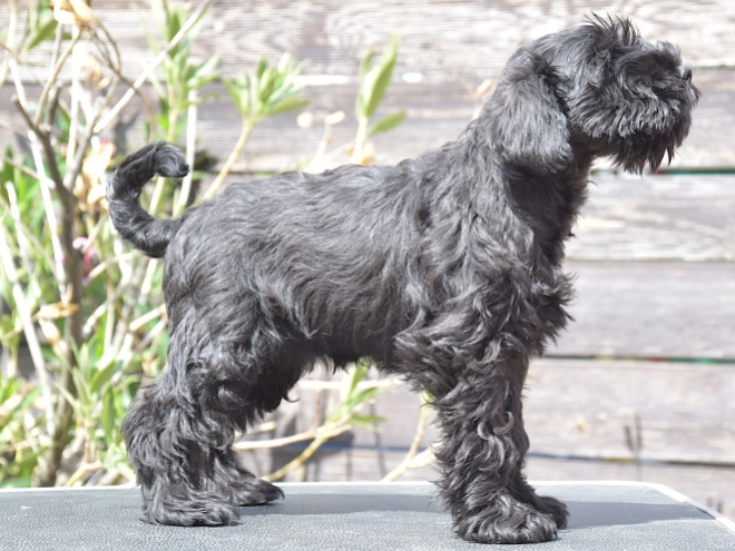 Miniature Schnauzer puppy for sale