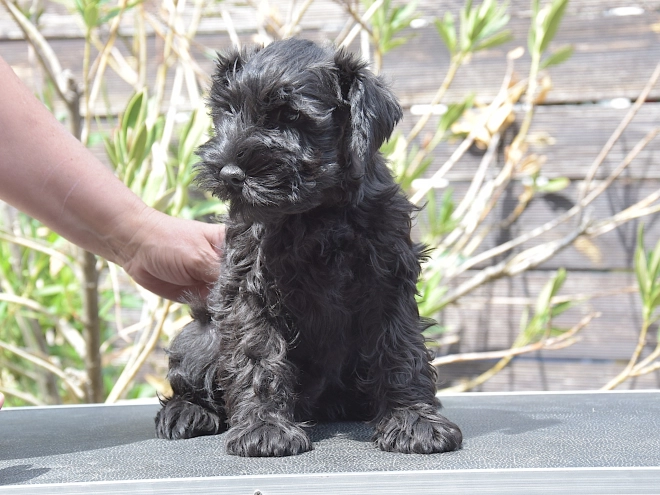 Miniature Schnauzer puppy for sale