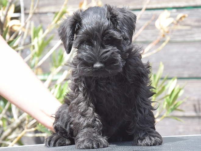 Miniature Schnauzer puppy for sale