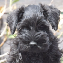 Chloe, black Schnauzer Miniatura en venta