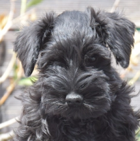 Miniature Schnauzer puppy for sale