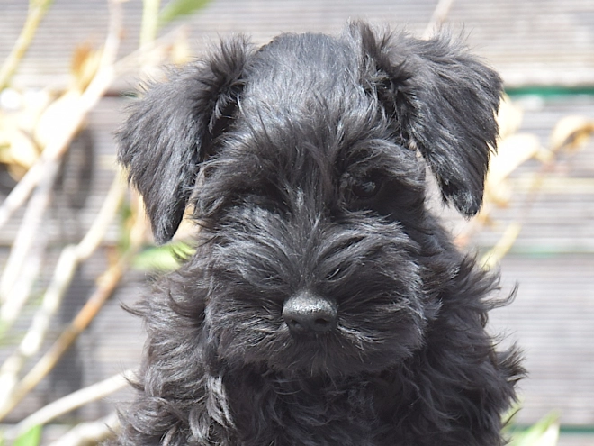 Miniature Schnauzer puppy for sale