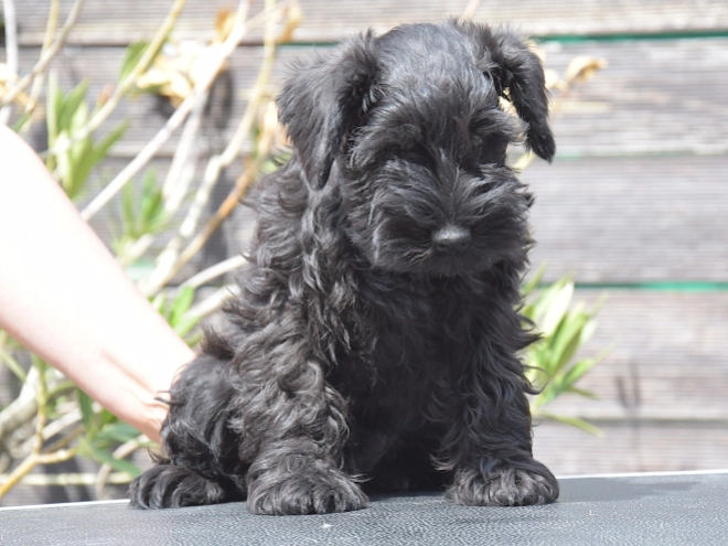 Miniature Schnauzer puppy for sale
