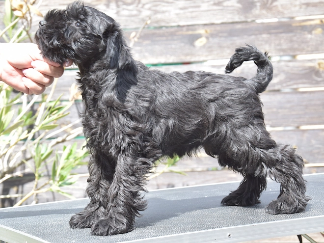Miniature Schnauzer puppy for sale