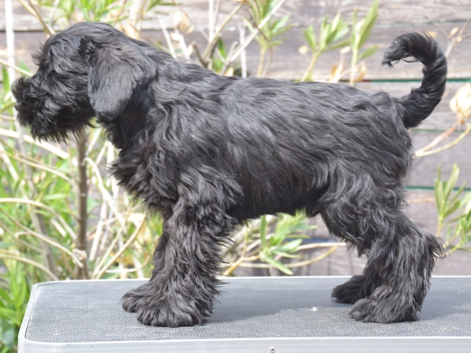 Miniature Schnauzer puppy for sale