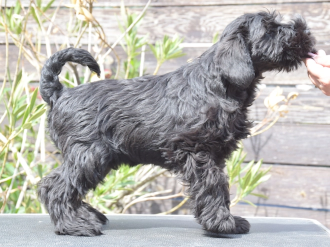 Miniature Schnauzer puppy for sale
