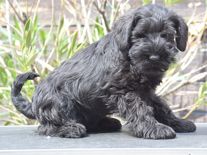 Miniature Schnauzer puppy for sale