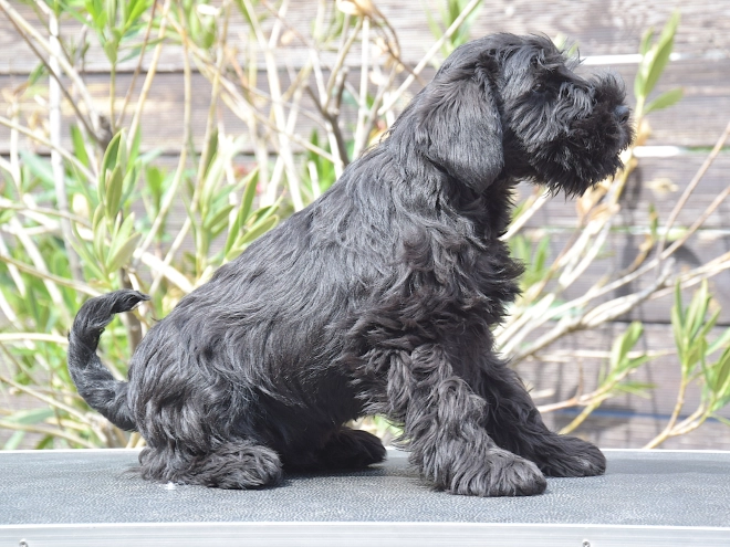 Miniature Schnauzer puppy for sale