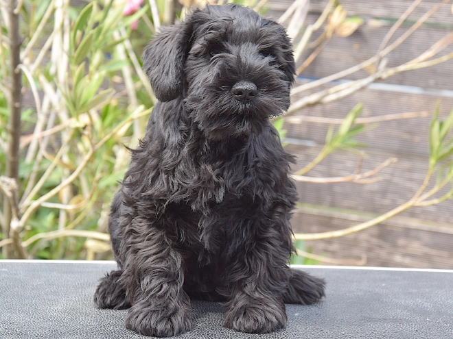 Miniature Schnauzer puppy for sale