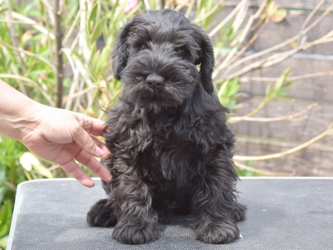 Miniature Schnauzer puppy for sale