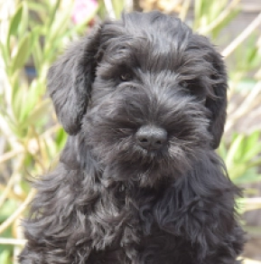 Miniature Schnauzer puppy for sale