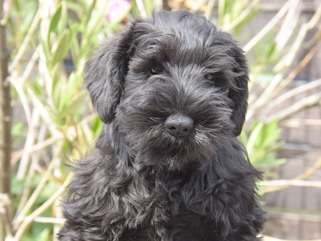 Miniature Schnauzer puppy for sale