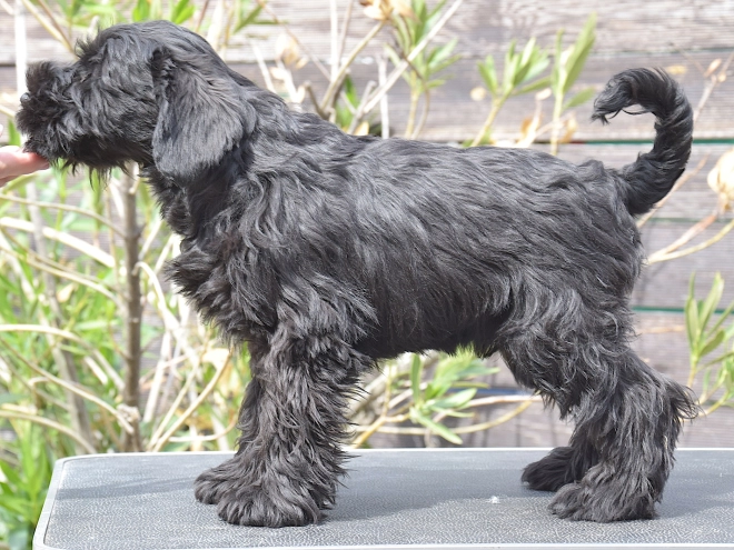 Miniature Schnauzer puppy for sale