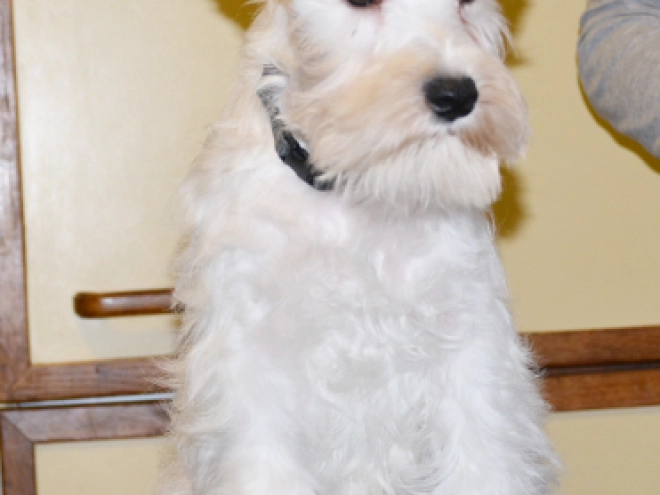 Perros Schnauzer Miniatura en venta