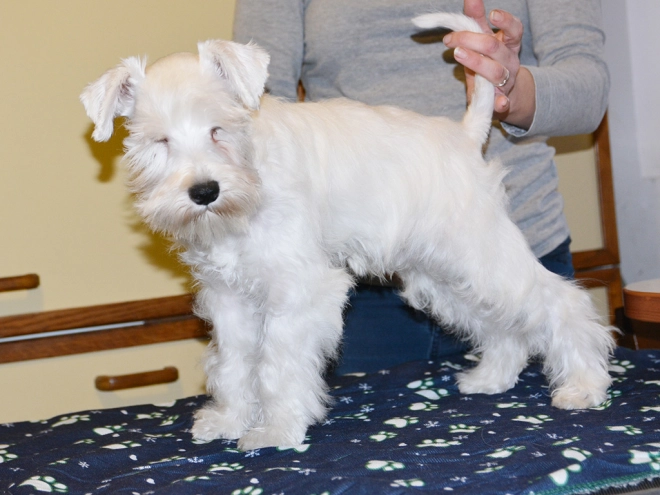 Perros Schnauzer Miniatura en venta
