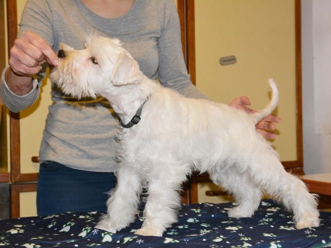 Perros Schnauzer Miniatura en venta