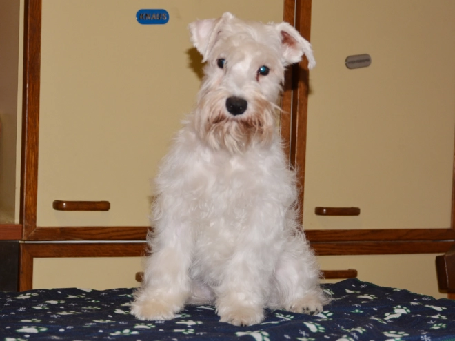 Perros Schnauzer Miniatura en venta