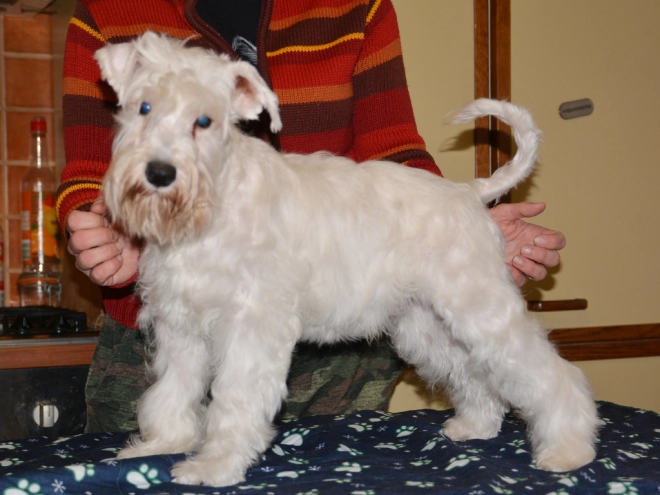 Perros Schnauzer Miniatura en venta