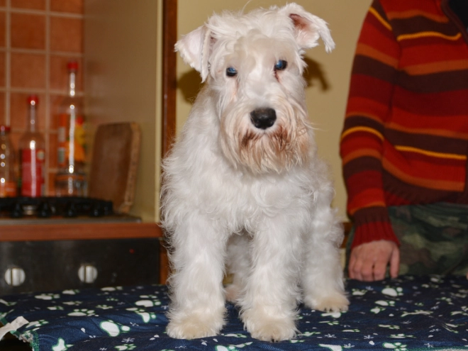Perros Schnauzer Miniatura en venta