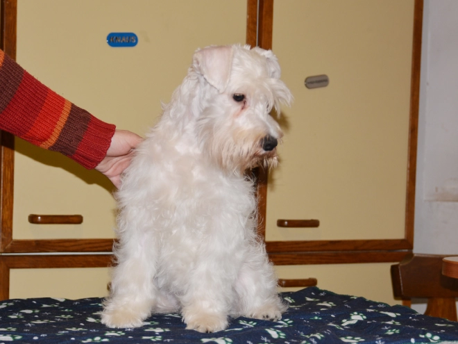 Perros Schnauzer Miniatura en venta