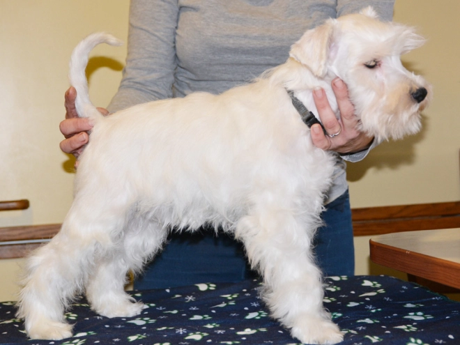 Perros Schnauzer Miniatura en venta