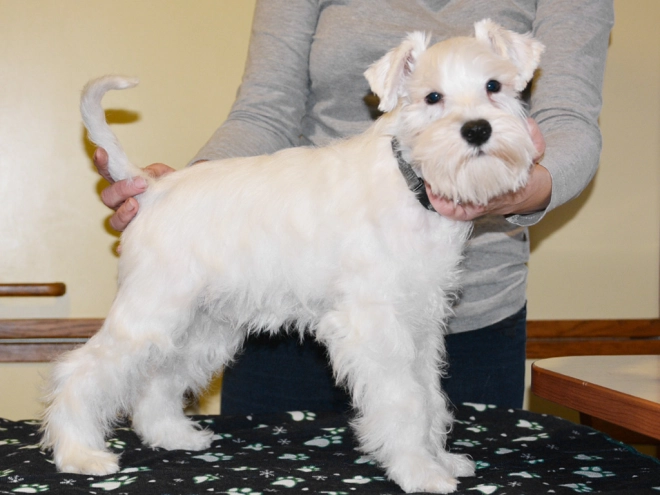 Perros Schnauzer Miniatura en venta