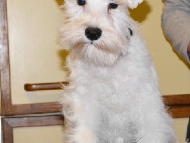 Perros Schnauzer Miniatura en venta