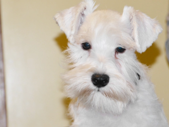 Perros Schnauzer Miniatura en venta