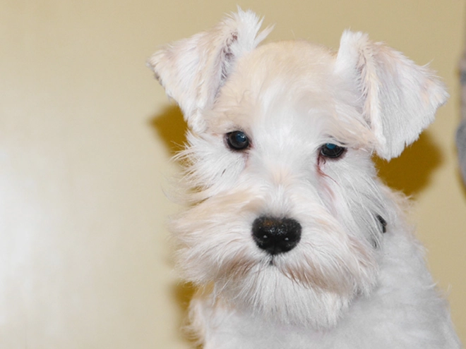 Perros Schnauzer Miniatura en venta