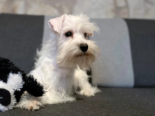 Zwergschnauzer Welpe kaufen